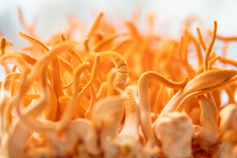 Why Do We Use Cordyceps Mushrooms