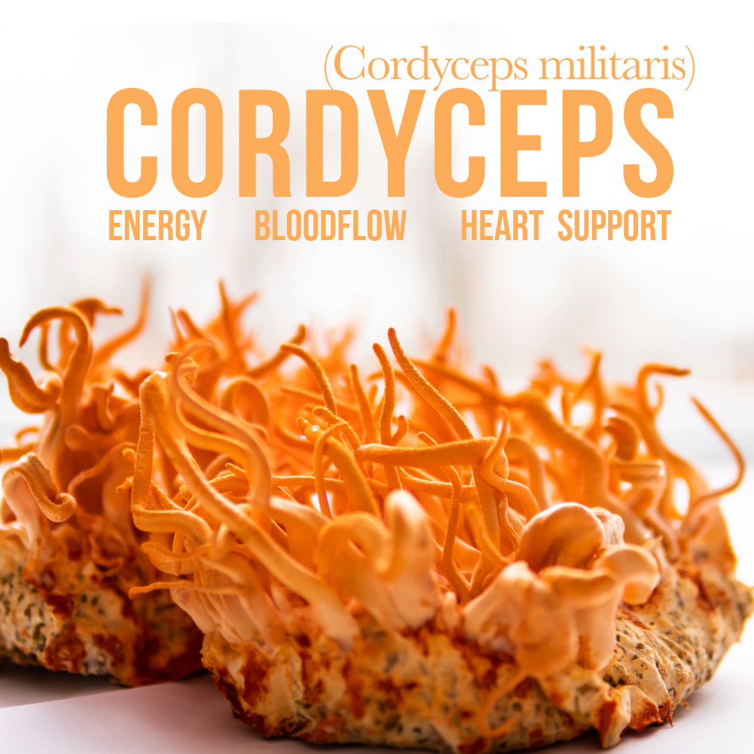 CORDYCEPS Mushroom for energy, cordyceps drink, mushroom energy drink, mushrooms for adhd