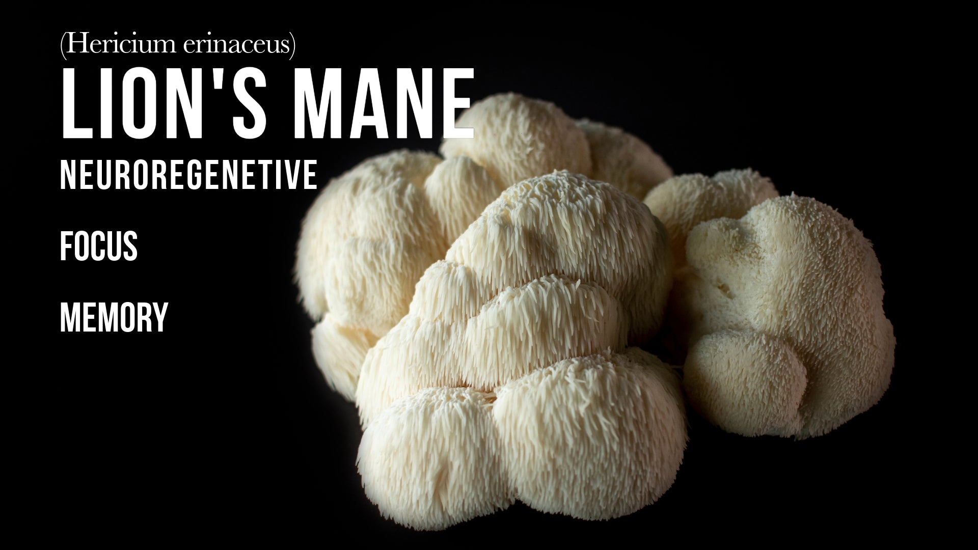 Clean energy meets mushroom power. Myco Energy blends Cordyceps, Lion’s Mane, B-vitamins, and wild huckleberry.